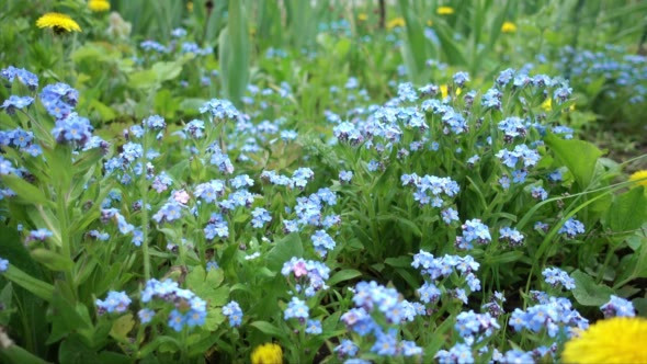Lawn With Blue Flowers Unforgettable in Spring