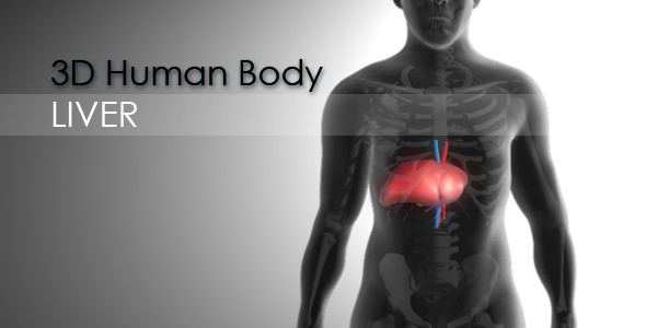 3d Human Body - Liver