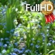 Lonely Dandelion Surrounded by Forget-Me-Nots - VideoHive Item for Sale