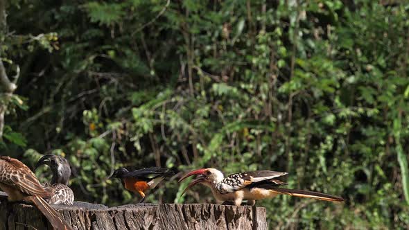 980245 Birds at the Feeder, Superb Starling, Red-billed Hornbill, African Grey Hornbill, Group in fl