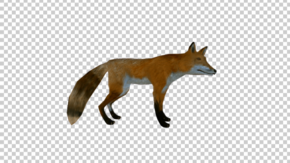 3D Realistic Fox
