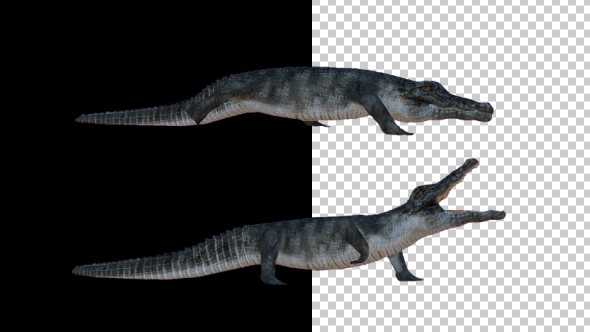 3D Crocodile - Alligator