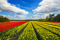 Wonderful tulips by springtime. Keukenhof Gardens. - PhotoDune Item for Sale