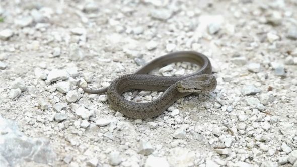 Snake on Stony Ground
