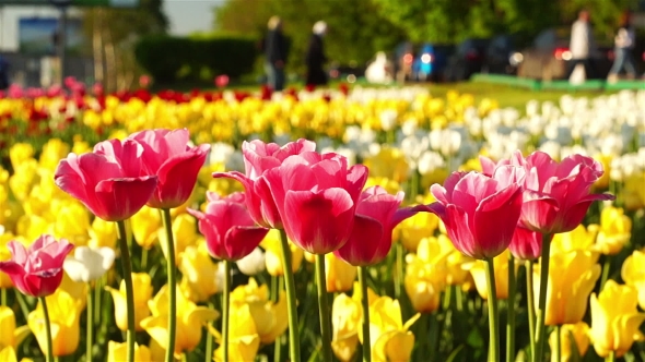 Pink and Yellow Tulips on the City Lawn