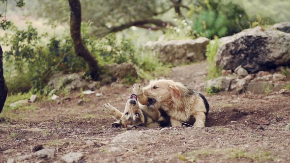 Two Big Dogs Are Playing,  of Young and Happy Dog in Fight