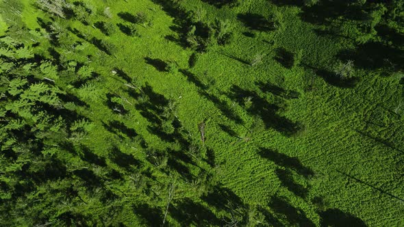 Trees and Green Grass on the Racing Slope