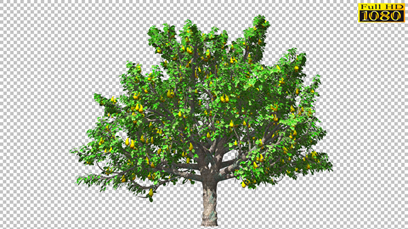 Pear Tree