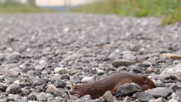 A brown, black slug creeps from the left over a gravel road and exits on the right side. Very fast,