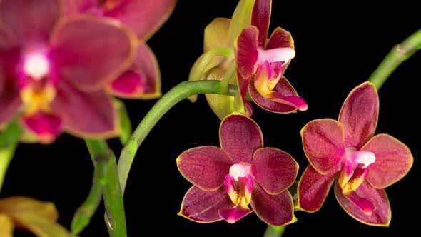 Blooming Red Orchid Phalaenopsis Flower