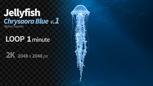 Jellyfish Chrysaora Blue 1 alt