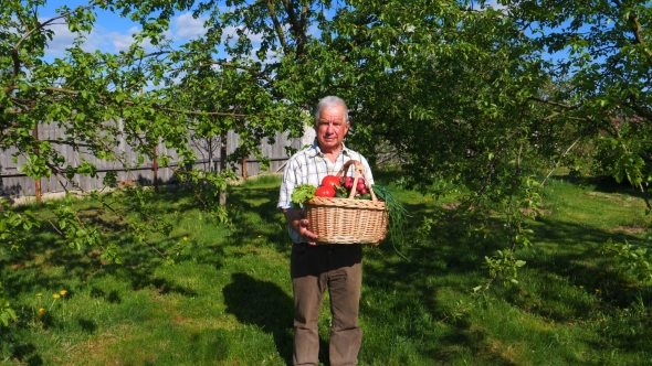 The Old Man in the Garden Is Holding a Basket with Ripe Vegetables.
