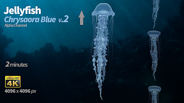 Jellyfish Chrysaora Blue 2