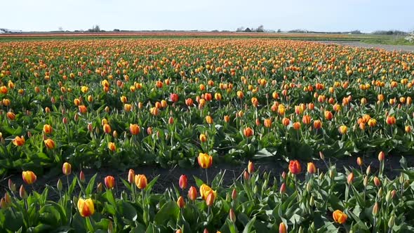 Tulip (red and yellow) flowerfield in the Netherlands, dollyshot.