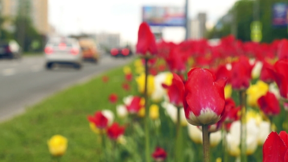 Tulips Growing on the Busy Avenue