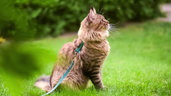 Maine Coon on Grass in Garden