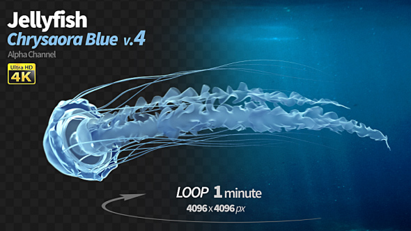Jellyfish Chrysaora Blue 4 alt