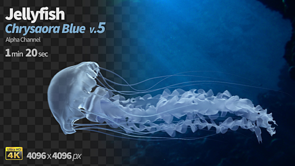 Jellyfish Chrysaora Blue 5