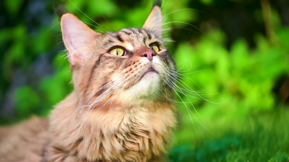 Maine Coon on Grass in Garden