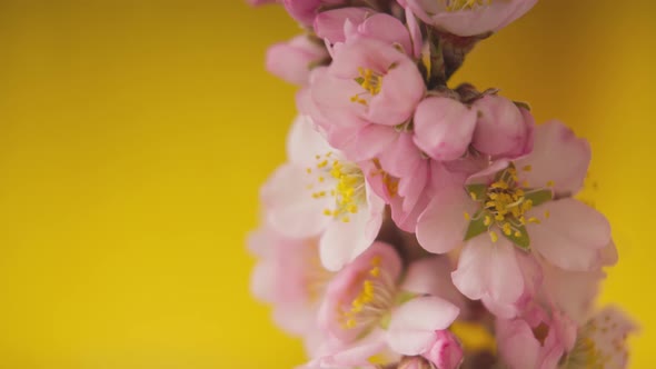 Almond Flower Growing and Blossoming Macro Time Lapse Isolated Flower Time Lapse