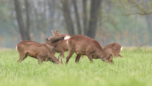 Wild Roe Deer Herd Grazing in a Field