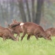 Wild Roe Deer Herd Grazing in a Field - VideoHive Item for Sale