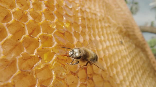 Bee Eating Honey From a Honeycomb