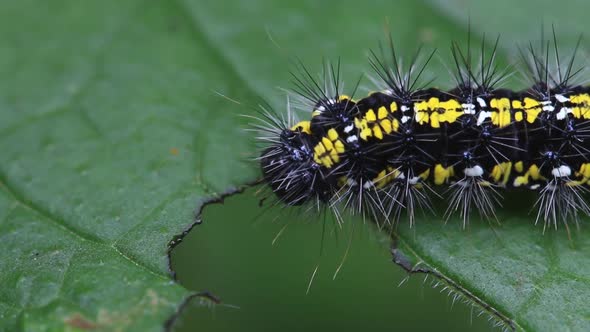 Scarlet Tiger Moth Catapillar, Callimorpha dominula, feeding on Green Alkanet leaf. Spring. UK