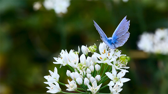 Blue Butterfly