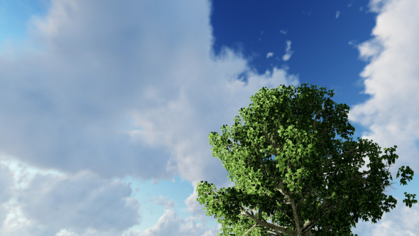 Trees and Clouds alt