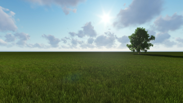 Lawns and Single Tree alt