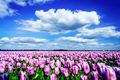 Magnificent field of tulips in Holland. - PhotoDune Item for Sale