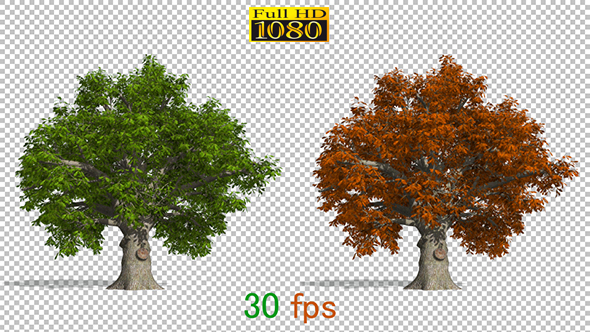 Oak Tree Seasons alt