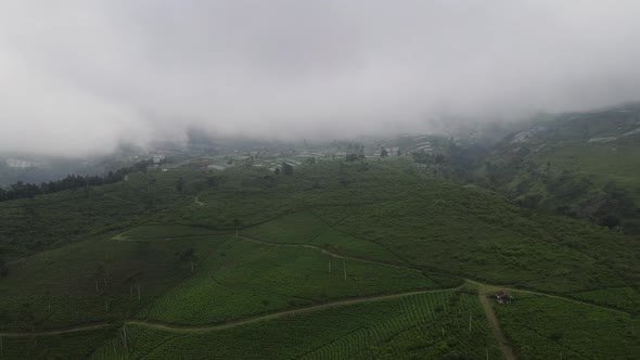 Aerial view of foggy mist tea plantation in Indonesia