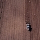 Aerial View of Tractor on Prepare a Field for Planting - VideoHive Item for Sale