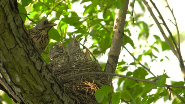 Chicks of Thrush in Nest