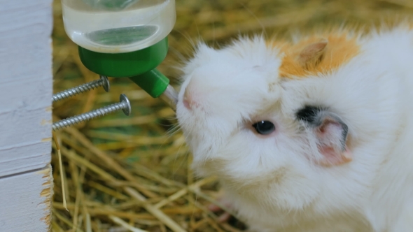 Guinea Pig Drinking in Zoo