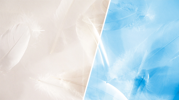Feathers Flowing Away in a Gentle Breeze in a Soft Light - Decorative Looping Footage for Background