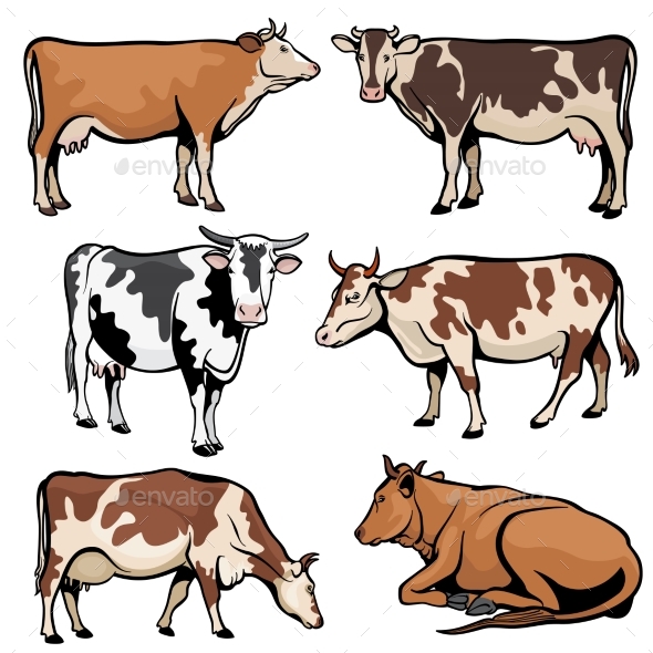 Farm Cows Dairy Cattle in Cartoon Vector Style