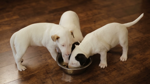 Puppies Eat From a Bowl