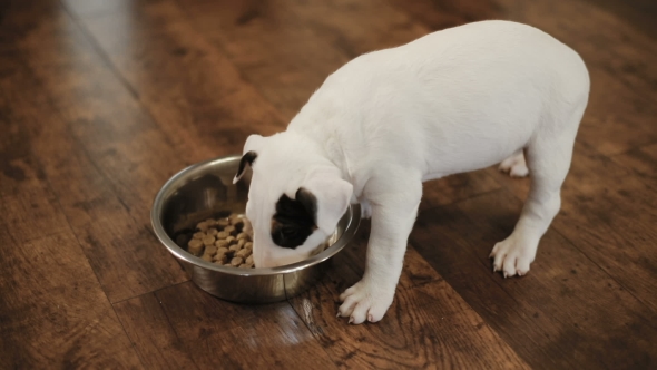 Bullterrier Puppy Eating