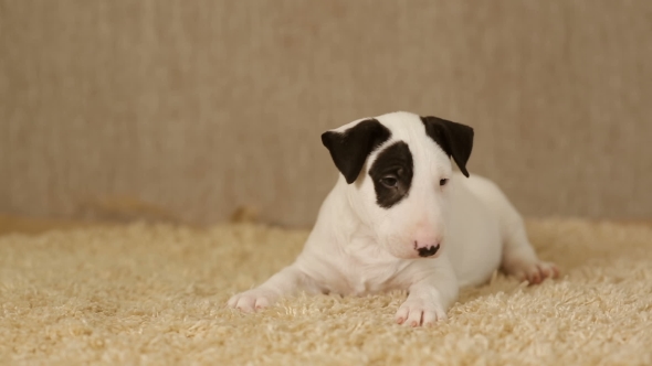 Spotted Puppy of Bull Terrier