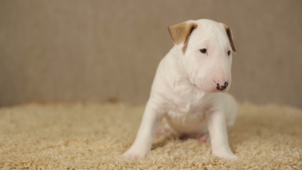 White Puppy of Bull Terrier