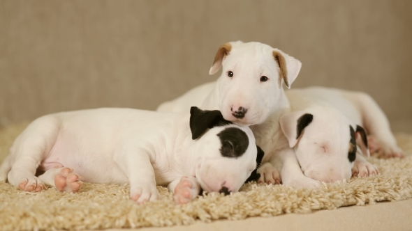 Cute Puppies of Bull Terrier