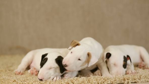 Puppies of Bull Terrier