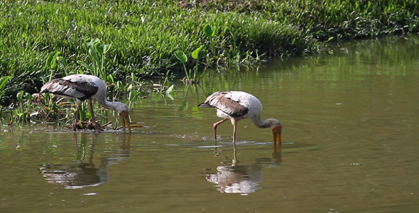 Two Storks Fishing