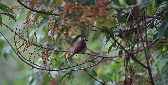 Yellow Vented Bulbul