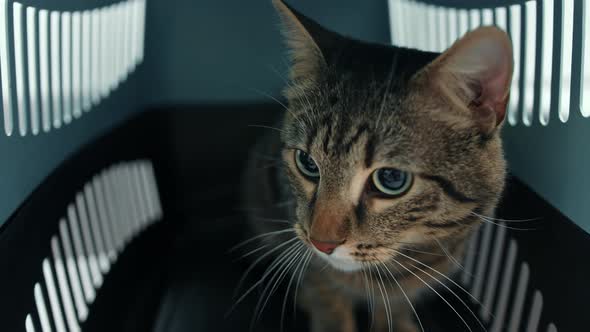 Close-up of domestic cat in a pet carrier bag.