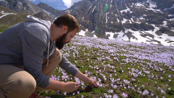 Bearded Man Gathers Wild Crocuses