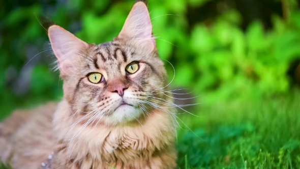 Maine Coon on Grass in Garden